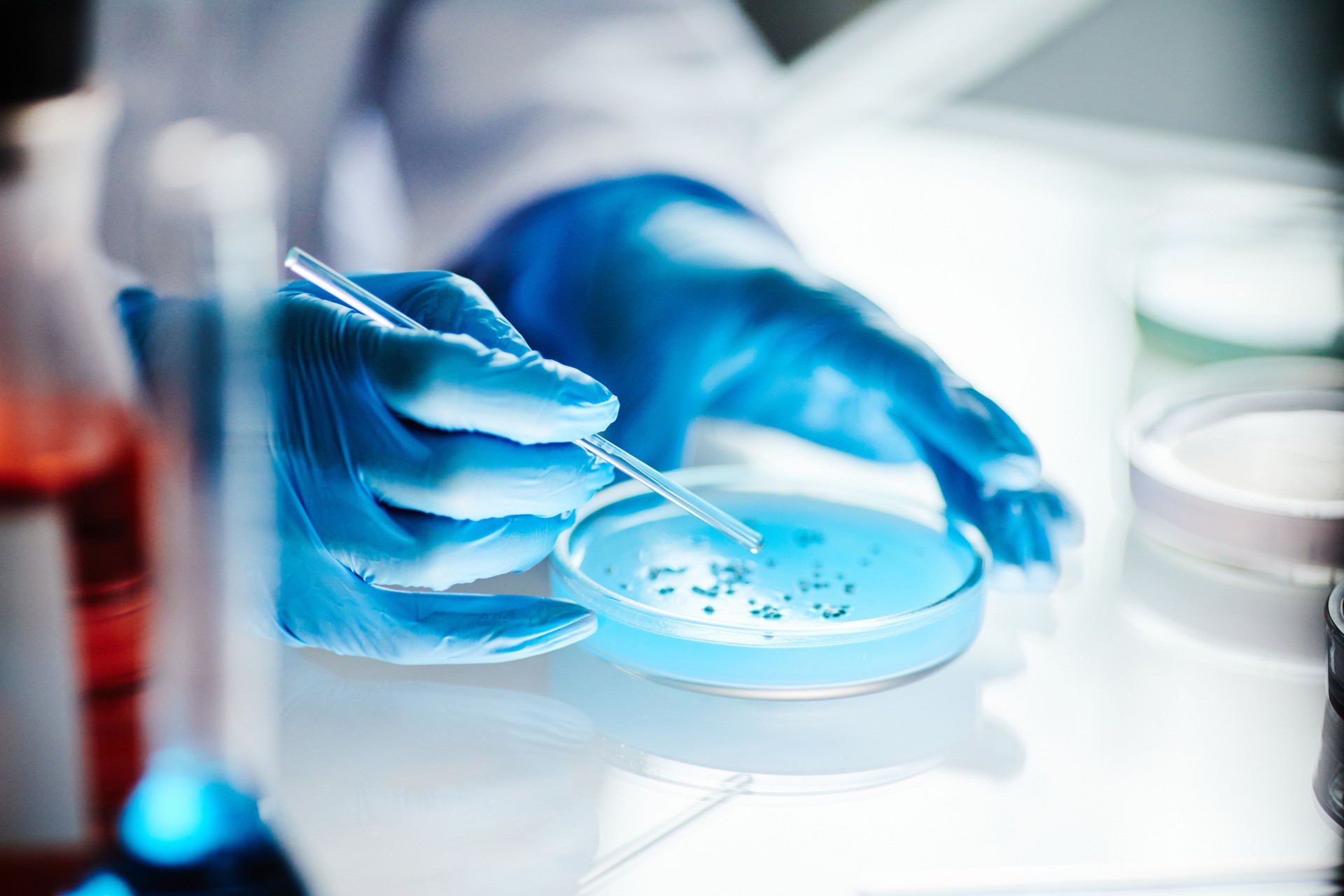 Hands of Chemist in Gloves Dripping Liquid into Petri Dish Studying Bacteria at Table in Lab
